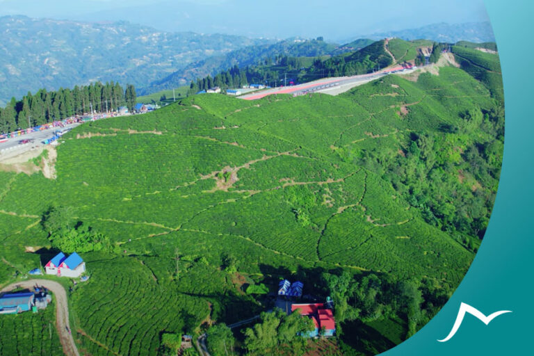 Discover the Unique Flavors and Aromas of Nepalese Tea Discover the Unique Flavors and Aromas of Nepalese Tea