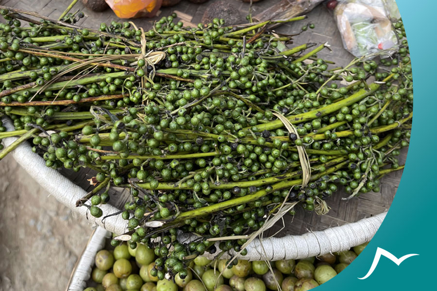 TimmurPlant-ShaileeNepal Uncovering the Unique and Distinctive Taste of Timmur in Nepalese Cuisine